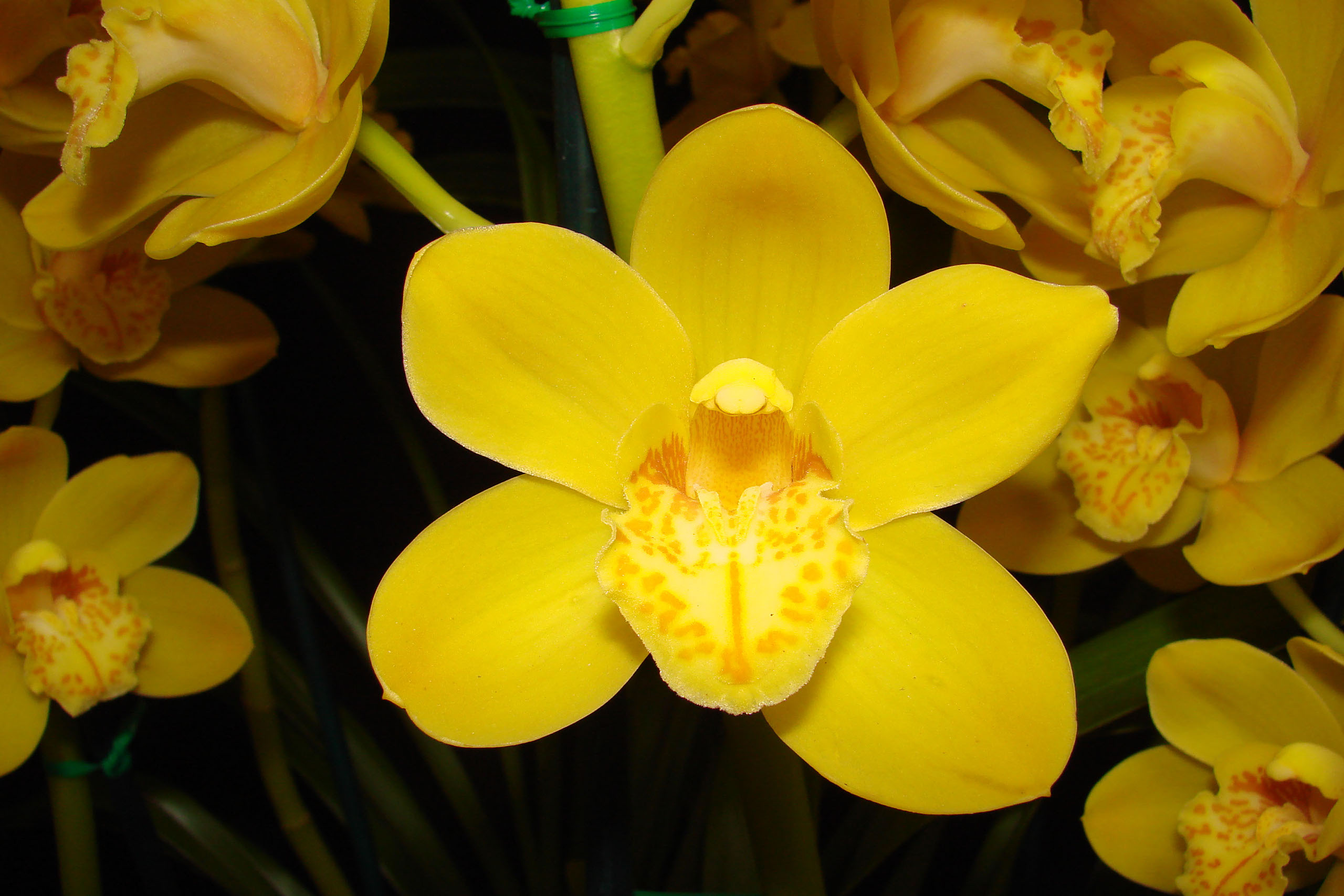 About Cymbidiums Cymbidium Orchid Club Of Wa 